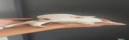 Chihuahua perros en venta: Chihuahua Toy miniatura hembra Blanca crema - Anuncio 18