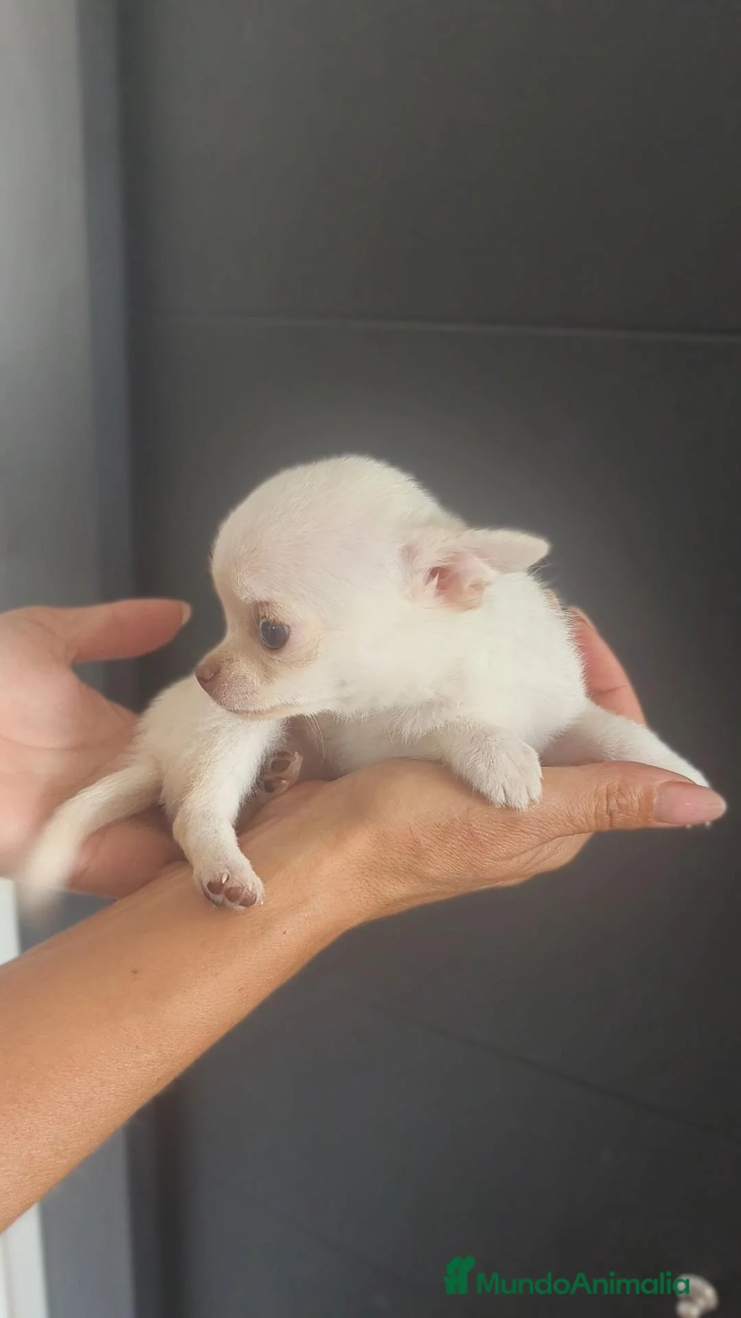 Chihuahua perros en venta: Chihuahua Toy miniatura hembra Blanca crema - Anuncio 18