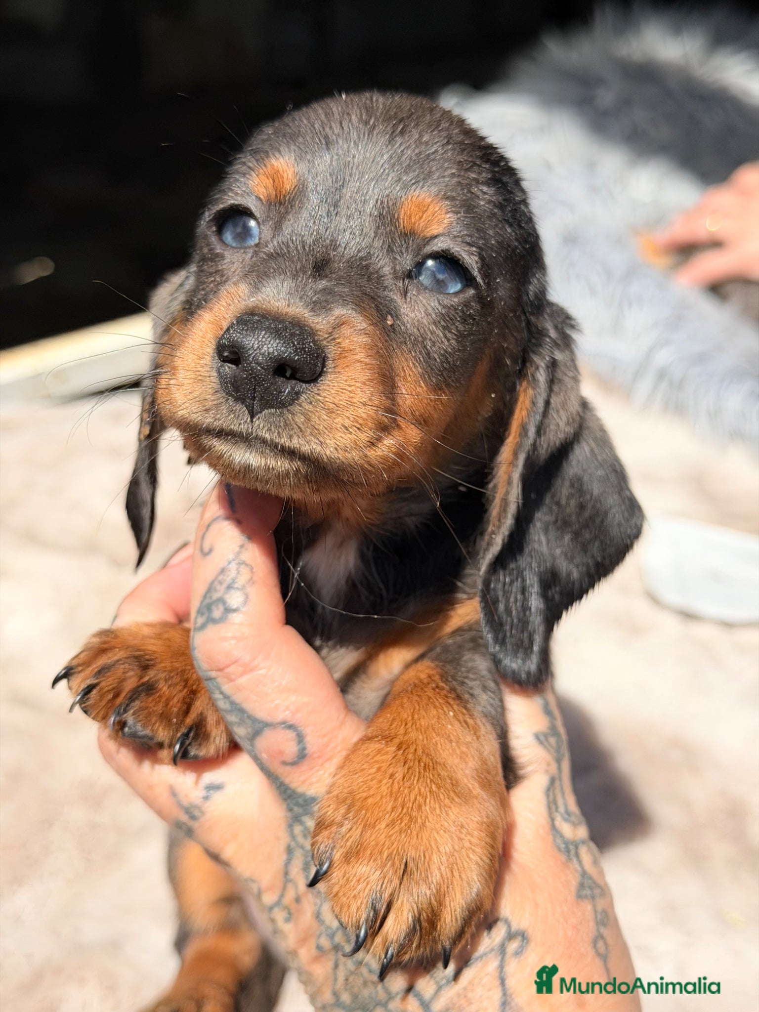 Teckel Miniatura perros Teckel Arlequin ojos claros  - Anuncio 2