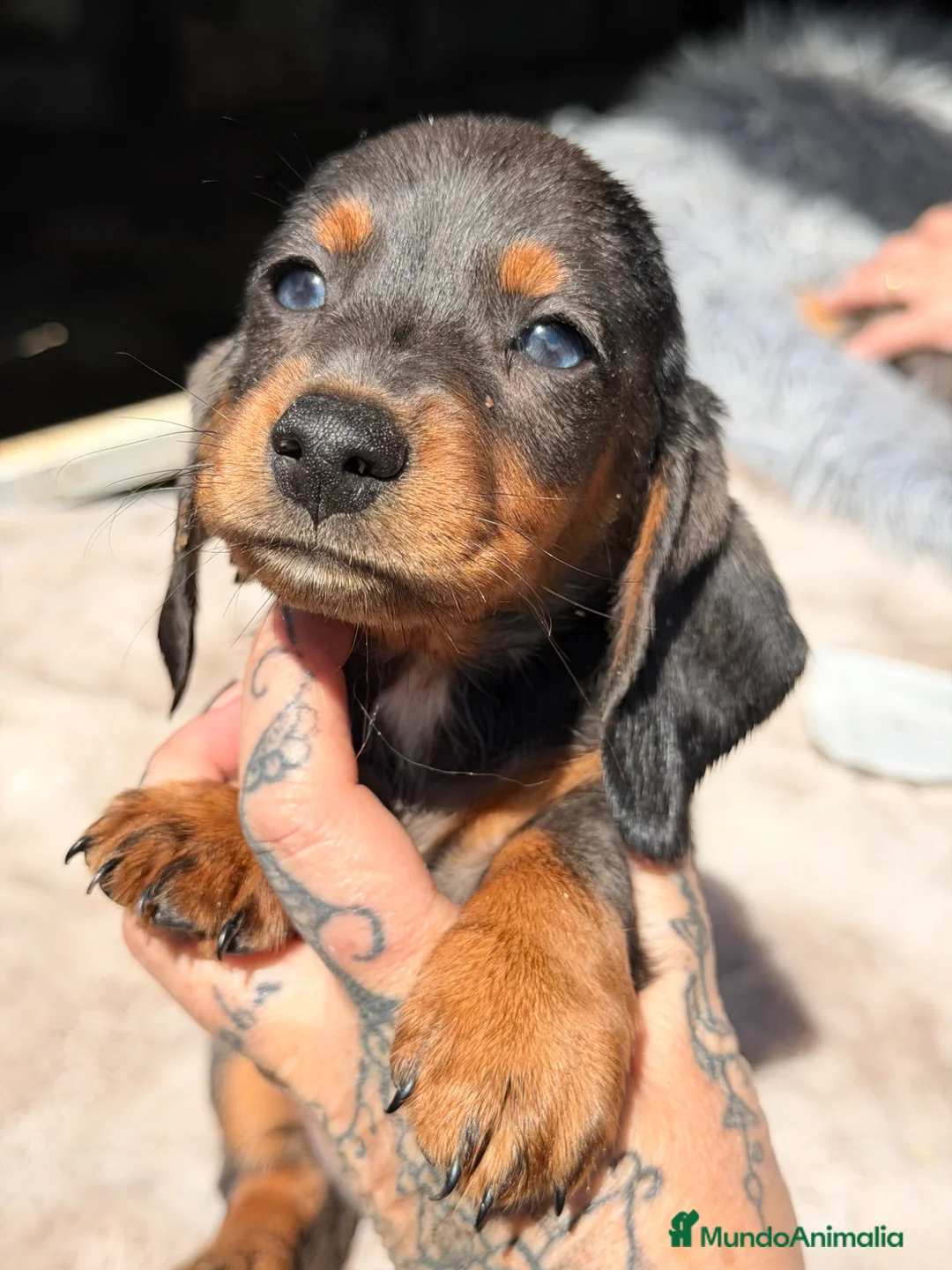 Teckel Miniatura perros en venta: Teckel Arlequin ojos claros  - Anuncio 1