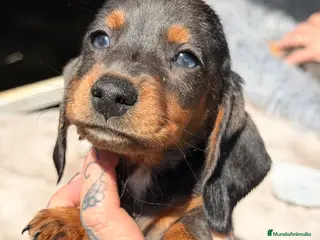 Teckel Miniatura perros Teckel Arlequin ojos claros - Anuncio 2