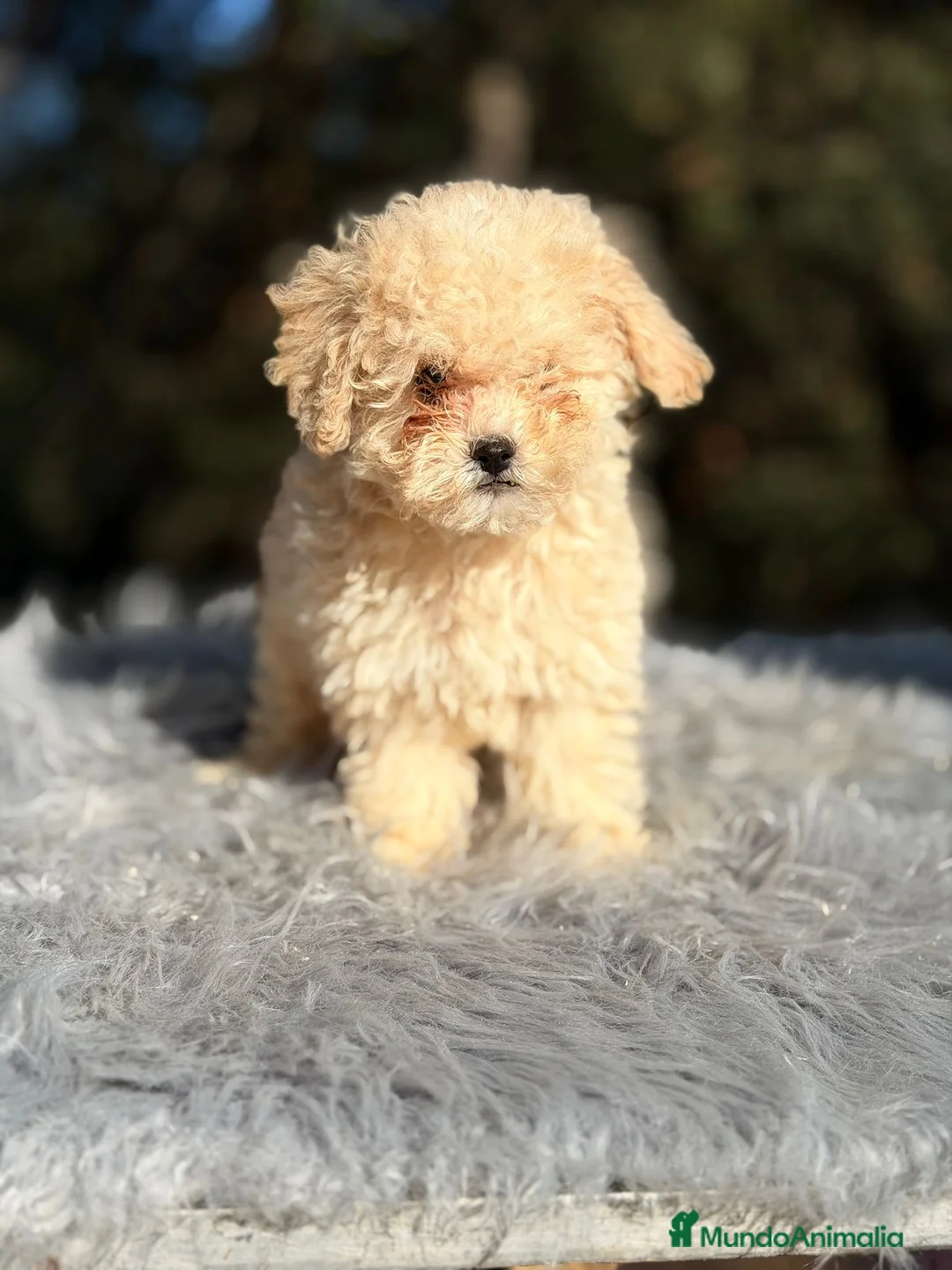 Caniche Toy perros en venta: Caniche Apricot Disponible - Anuncio 6