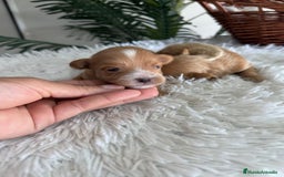 Maltipoo perros en venta: MALTIPOO MACHOS - Imagen 12
