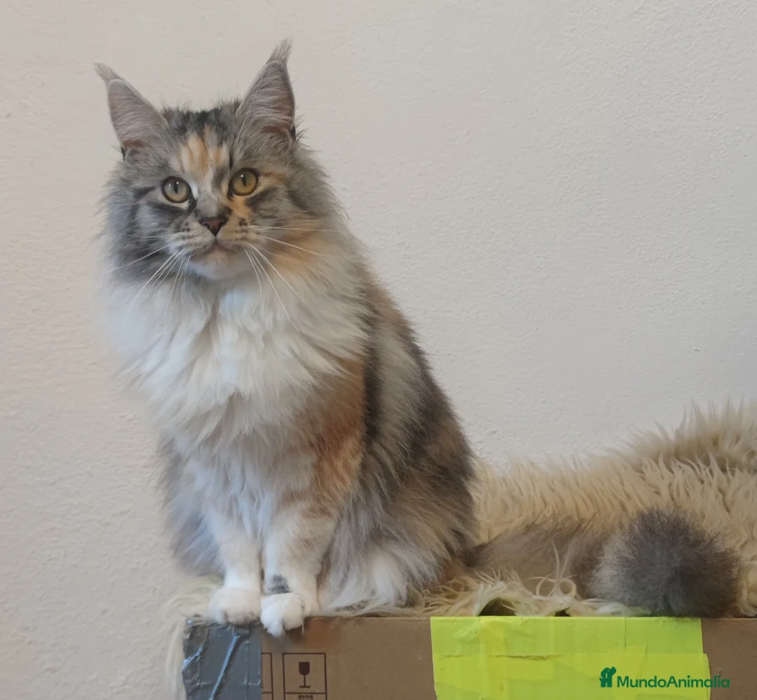 Imagen de galería {{count}}