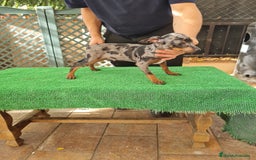 Ratón de Praga perros en venta: Raton de praga - Imagen 10