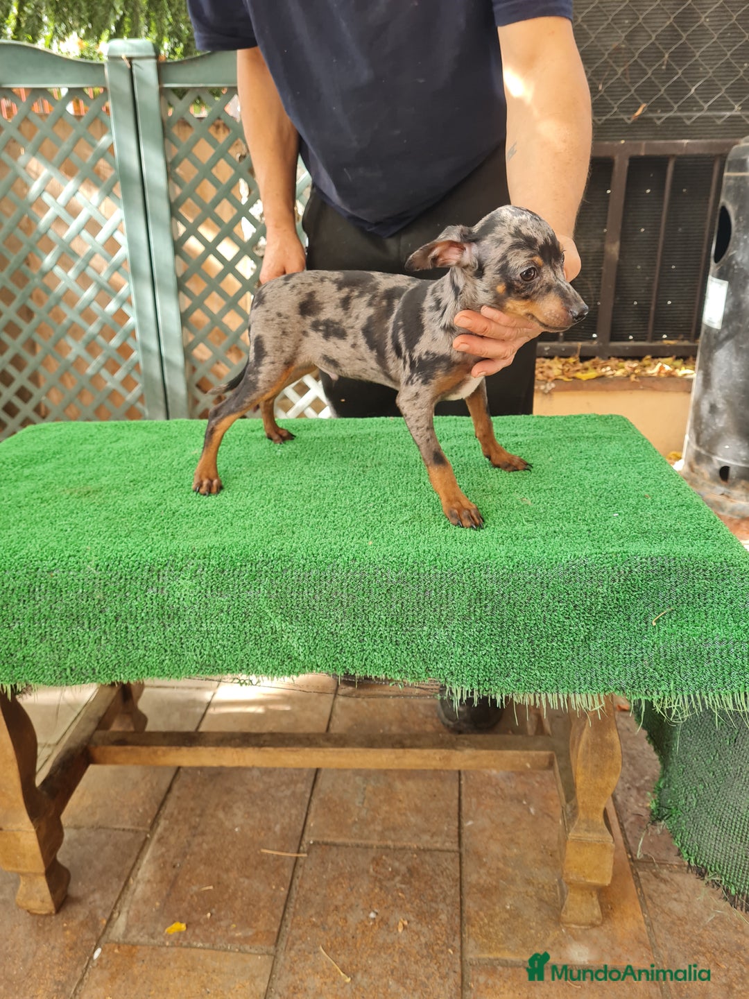 Ratón de Praga perros en venta: Raton de praga - Imagen 10