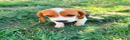 Beagle perros en venta: Beagle - Anuncio 13