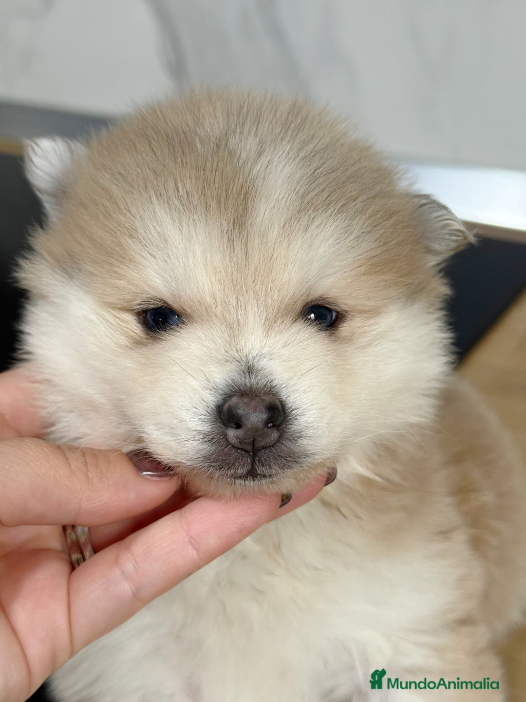 Pomsky perros en venta: Pomsky  - Anuncio 19