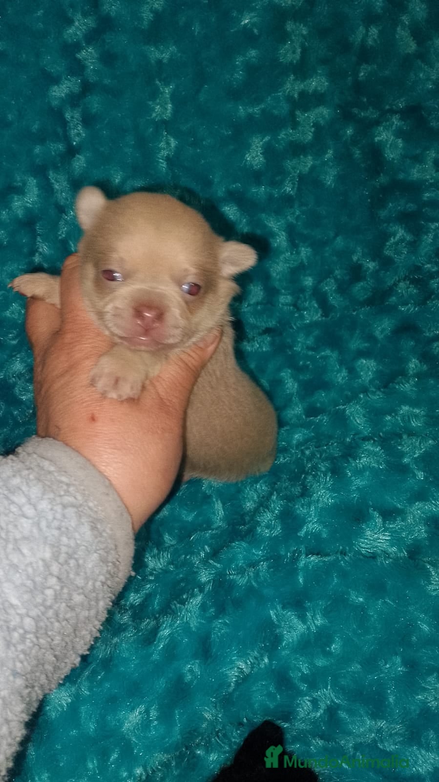 Chihuahua perros Chihuahua machos chocolate,lilac y tricolor negro  - Anuncio 2