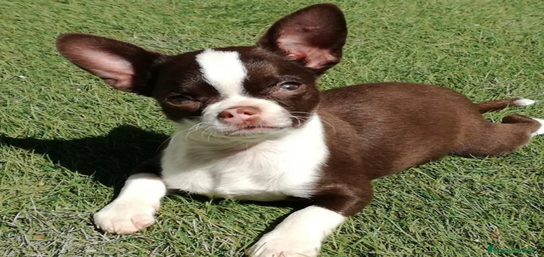 Imagen de galería {{count}}