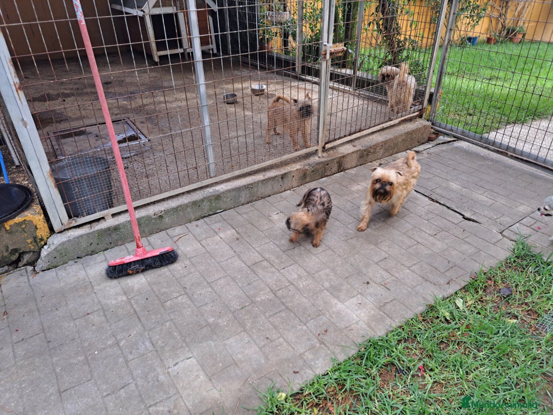 Grifón de Bruselas perros en venta: Griffon de bruselas - Anuncio 6