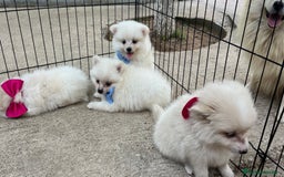 Pomerania perros en venta: Pomerania camada blanco  - Imagen 1