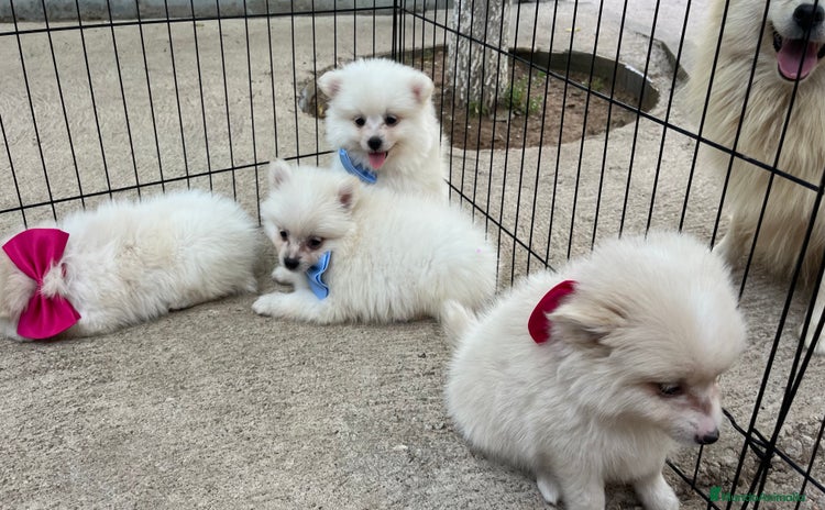 Pomerania perros - Propaganda 3