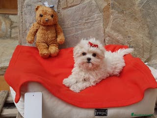 Bichón Maltés perros Bichón Maltés machos y hembras en Barcelona - Anuncio 33