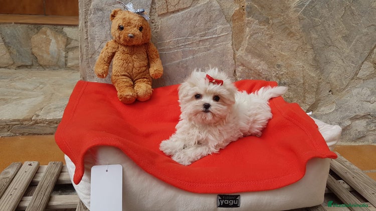 Bichón Maltés perros en Barcelona - Anuncio 1