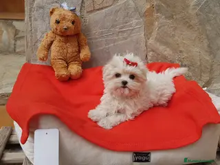 Bichón Maltés perros Bichón Maltés machos y hembras en Barcelona - Anuncio 12