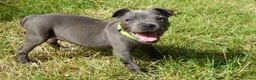Staffordshire Bull Terrier perros en venta: Staffordshire bull terrier - Anuncio 11