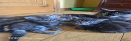 Bosque de Noruega gatos en venta: Bosque de Noruega gatitos disponibles. - Anuncio 5