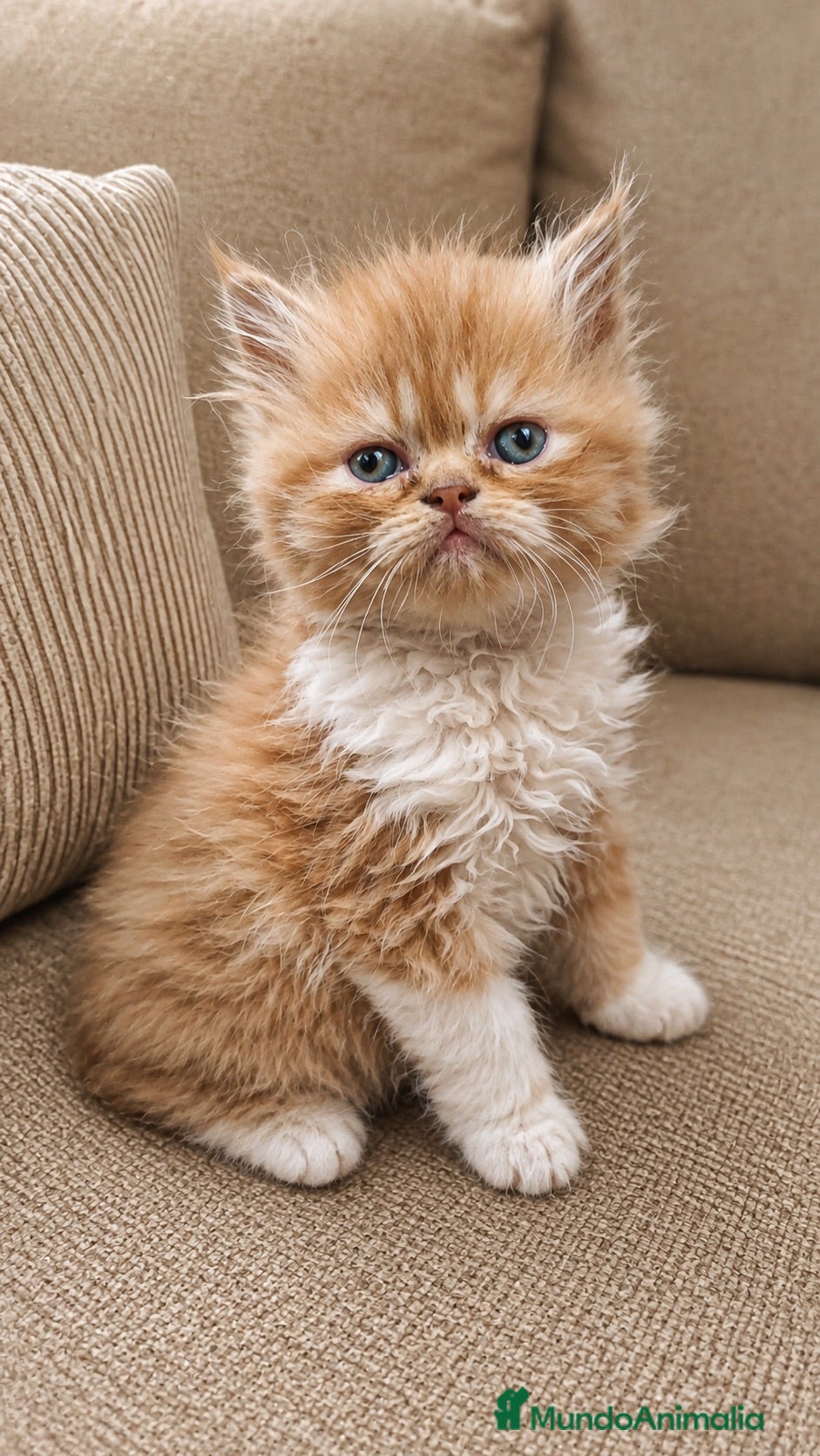 Persa gatos Preciosos persas chatitos - Anuncio 1