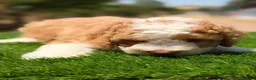 Perro de Agua Español perros en venta: CAMADA PERRO DE AGUA ESPAÑOL CALIDAD - Anuncio 3