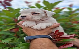 Boxer perros en venta: BOXER MACHO BLANCO - Imagen 3