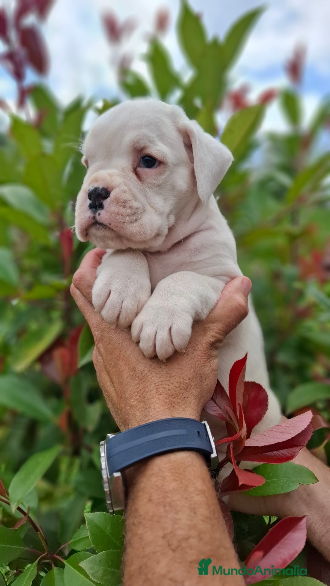 Boxer perros en venta: BOXER MACHO BLANCO - Imagen 3