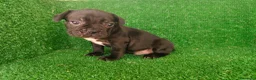 Bulldog Francés perros en venta: Bulldog francés  - Anuncio 27