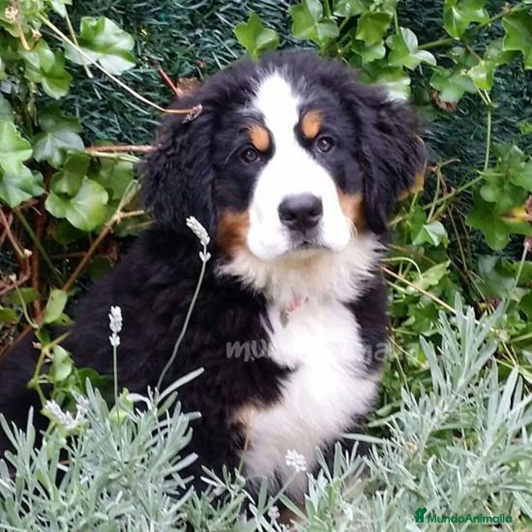 Imagen de galería {{count}}