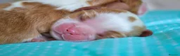 Cavalier King Charles Spaniel perros en venta: cachorros calidad compañia macho y hembra - Anuncio 7