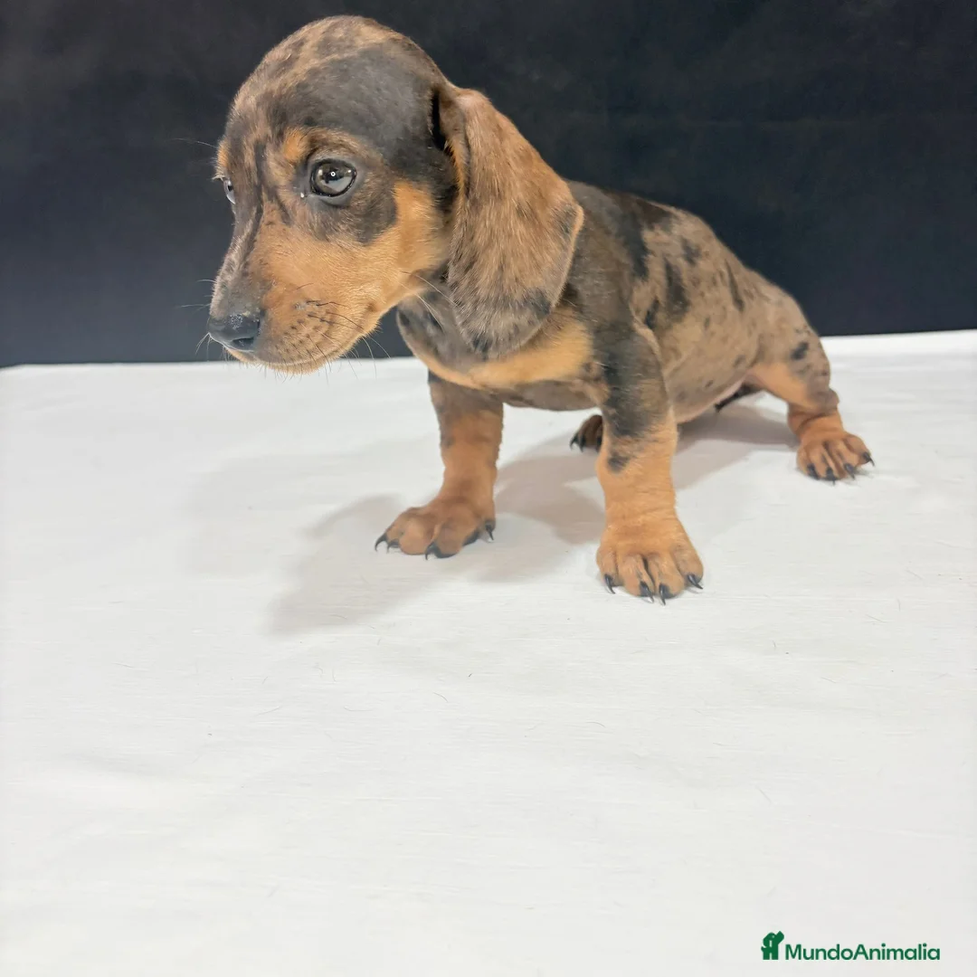 Teckel Miniatura perros en venta: Teckel Miniatura  - Anuncio 1