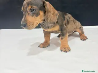 Teckel Miniatura perros Teckel Miniatura - Anuncio 1