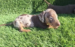 Teckel Miniatura perros en venta: Teckel kanichen hembras chocolate y arlequín choco - Imagen 1