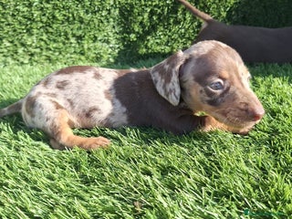 Teckel Miniatura perros - Anuncio 1