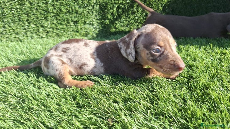 Teckel Miniatura perros - Anuncio 3