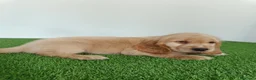 Cocker Spaniel Inglés perros en venta: Cocker spaniel inglés  - Anuncio 7