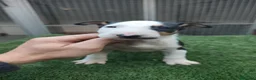 Bull Terrier perros en venta: Disponible bullterier de calidad  - Anuncio 3