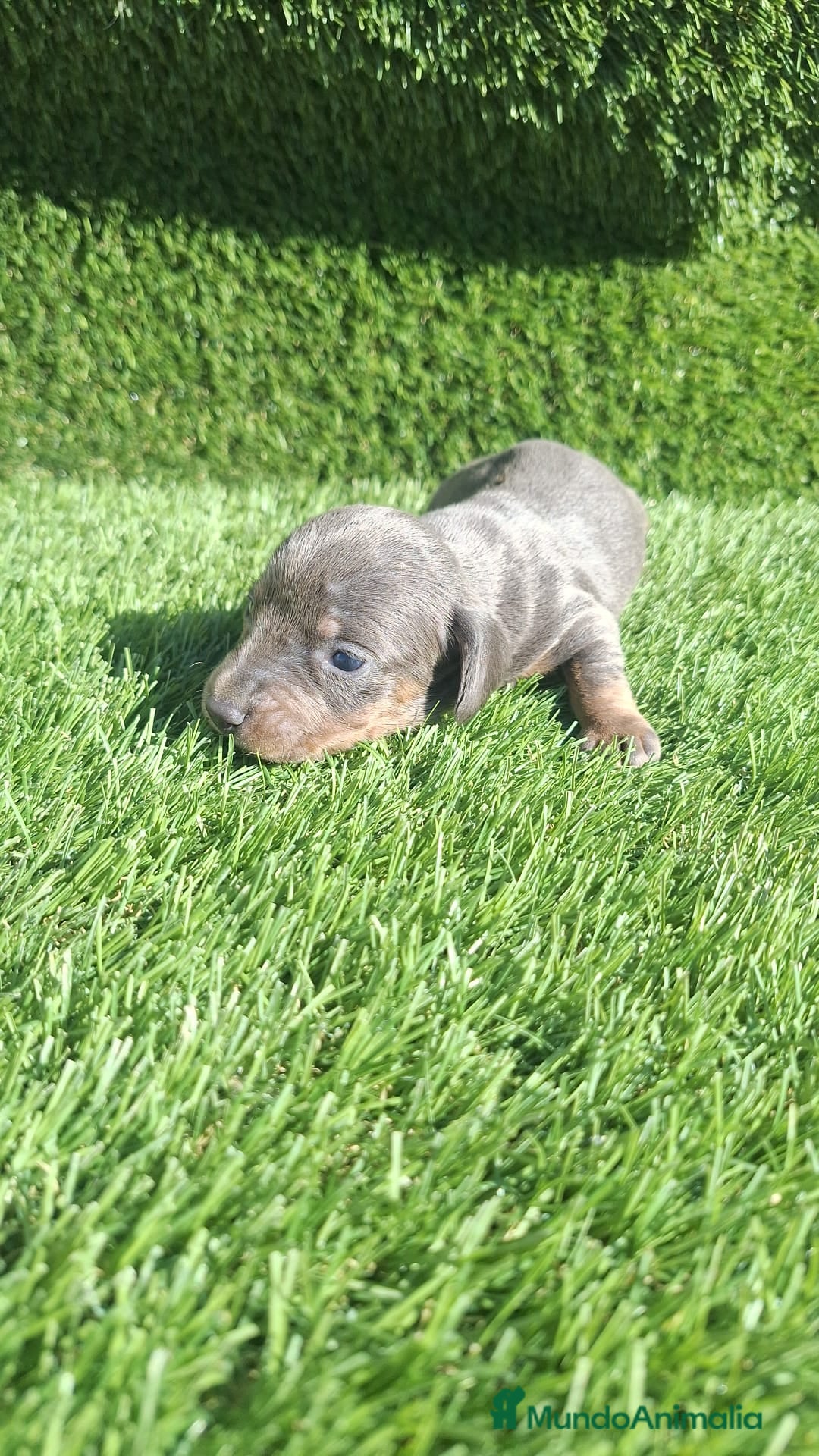 Teckel Miniatura perros Teckel kanichen Macho Blue  - Anuncio 6