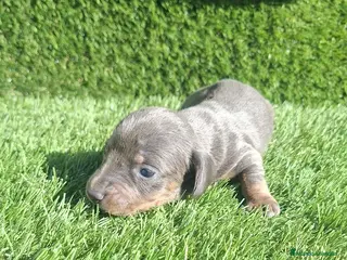 Teckel Miniatura perros Teckel kanichen Macho Blue - Anuncio 6