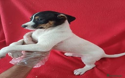 Ratonero Bodeguero Andaluz perros en venta: Bodeguero Ratonero Andaluz  - Imagen 2