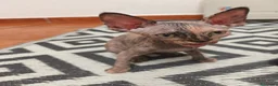 Sphynx gatos en venta: Preciosa hembrita sphynx  - Anuncio 2