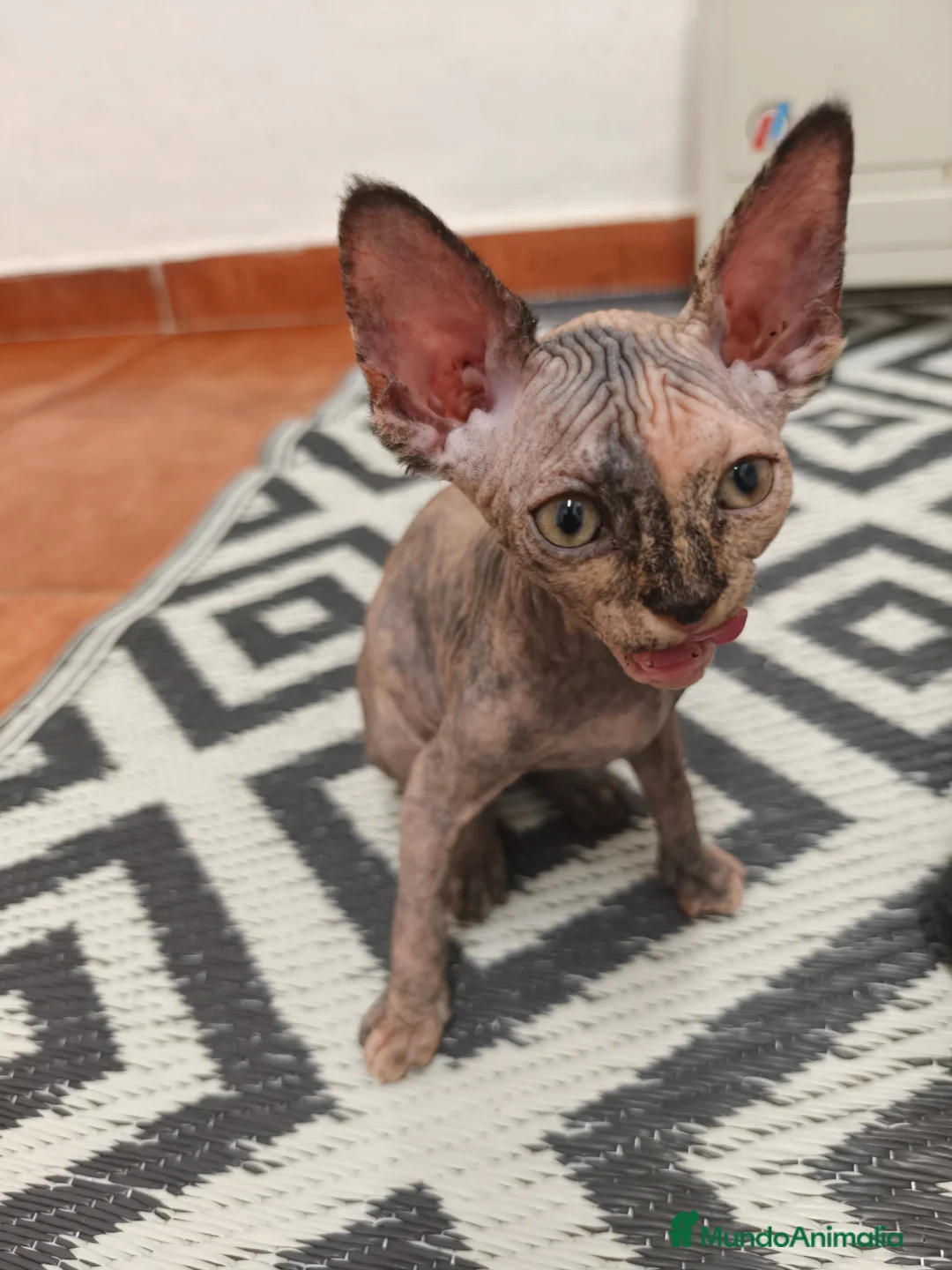 Sphynx gatos en venta: Preciosa hembrita sphynx  - Anuncio 2