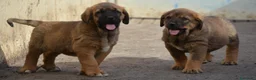 Mastín Español perros en venta: Mastín español - Anuncio 5