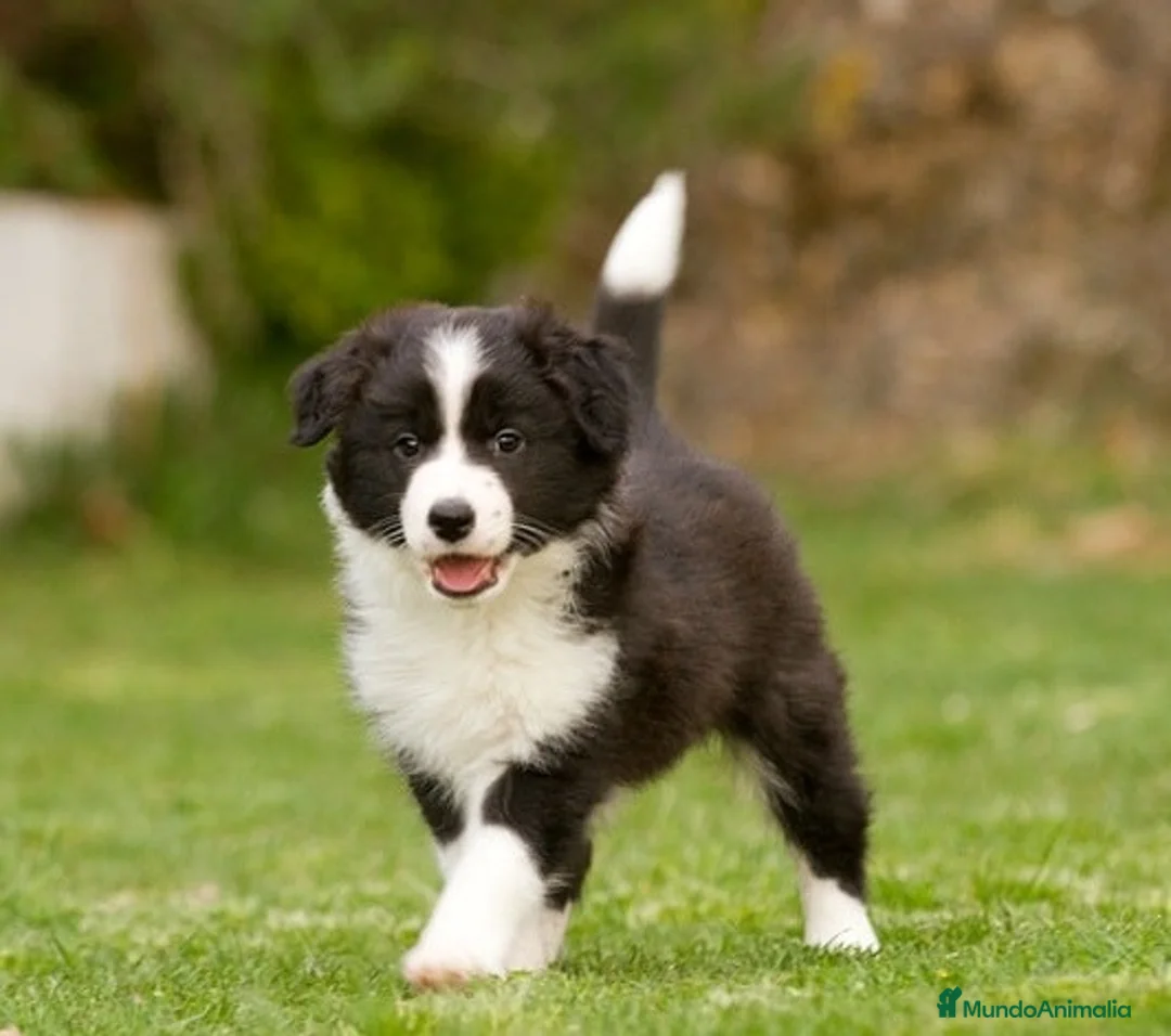 Border Collie perros en venta: BORDER COLLIE AL MEJOR PRECIO , LLÁMENOS !! - Anuncio 3
