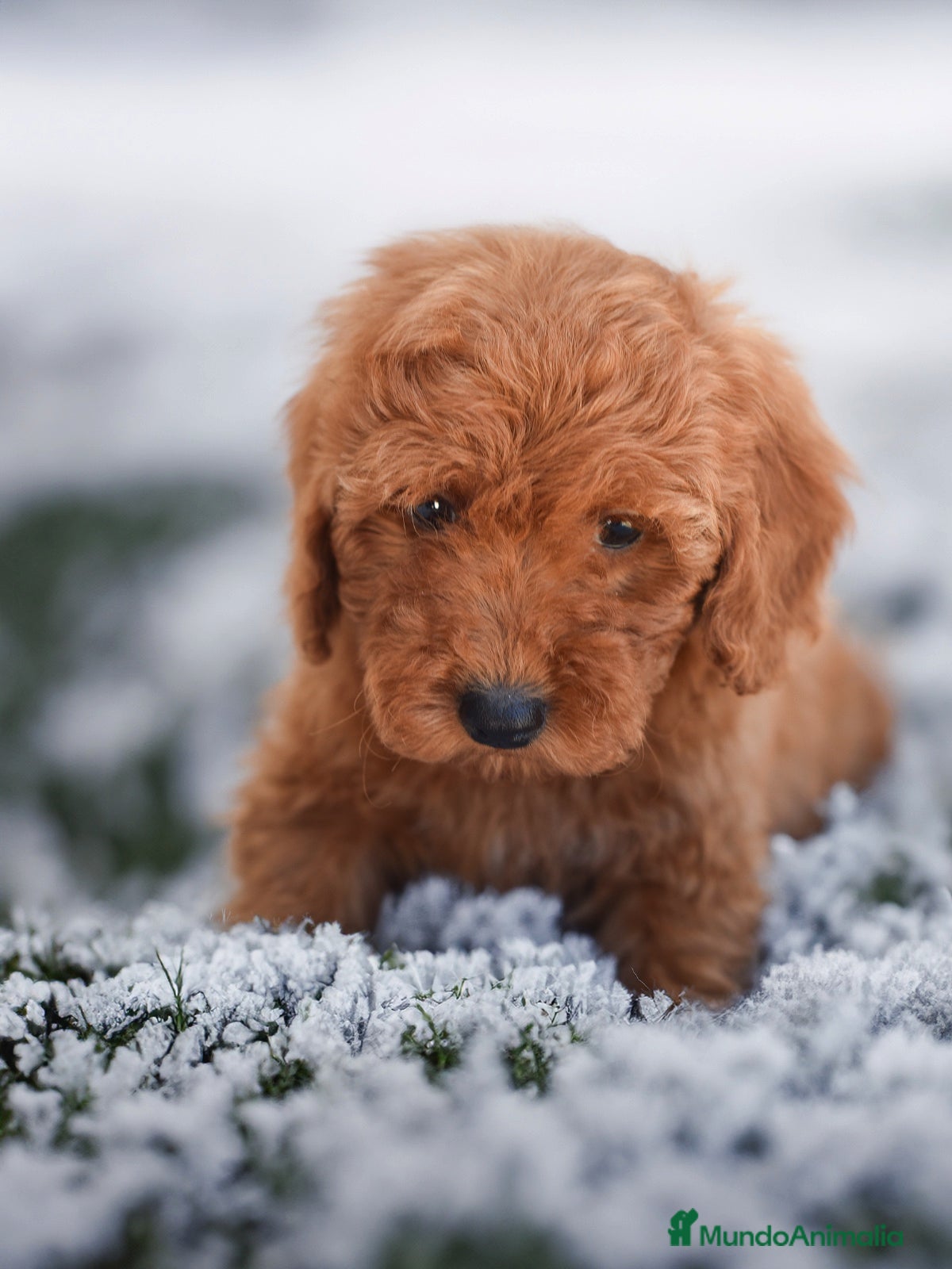 Caniche Enano perros CANICHES - Anuncio 2