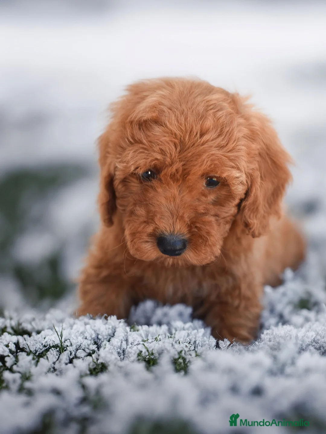 Caniche Enano perros en venta: CANICHES - Anuncio 2