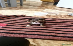 Chihuahua perros en venta: Chihuahua hembras toy - Anuncio 7