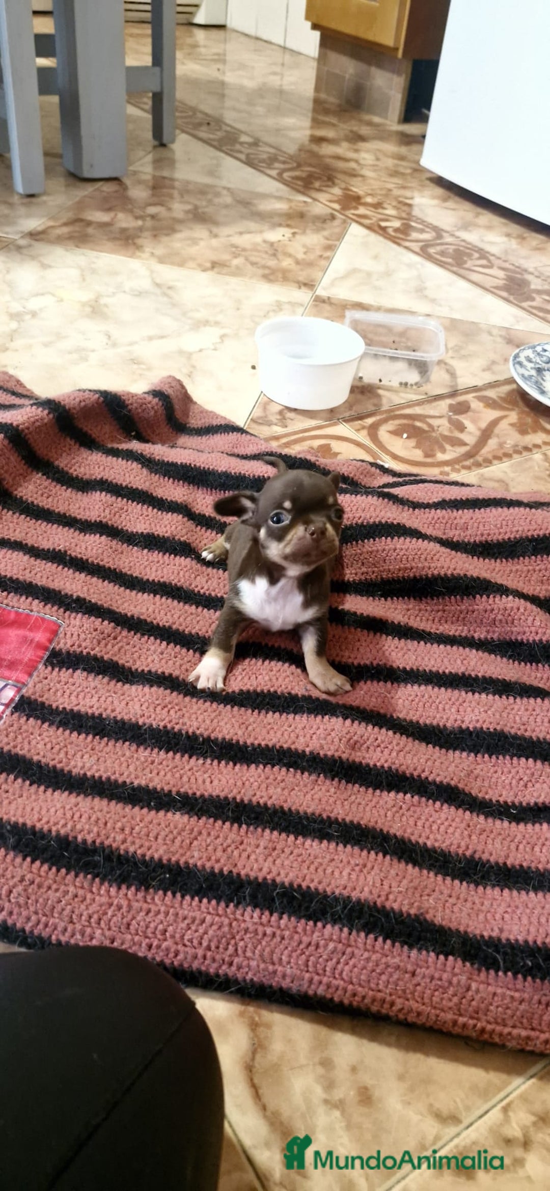 Chihuahua perros en venta: Chihuahua hembras toy - Anuncio 7