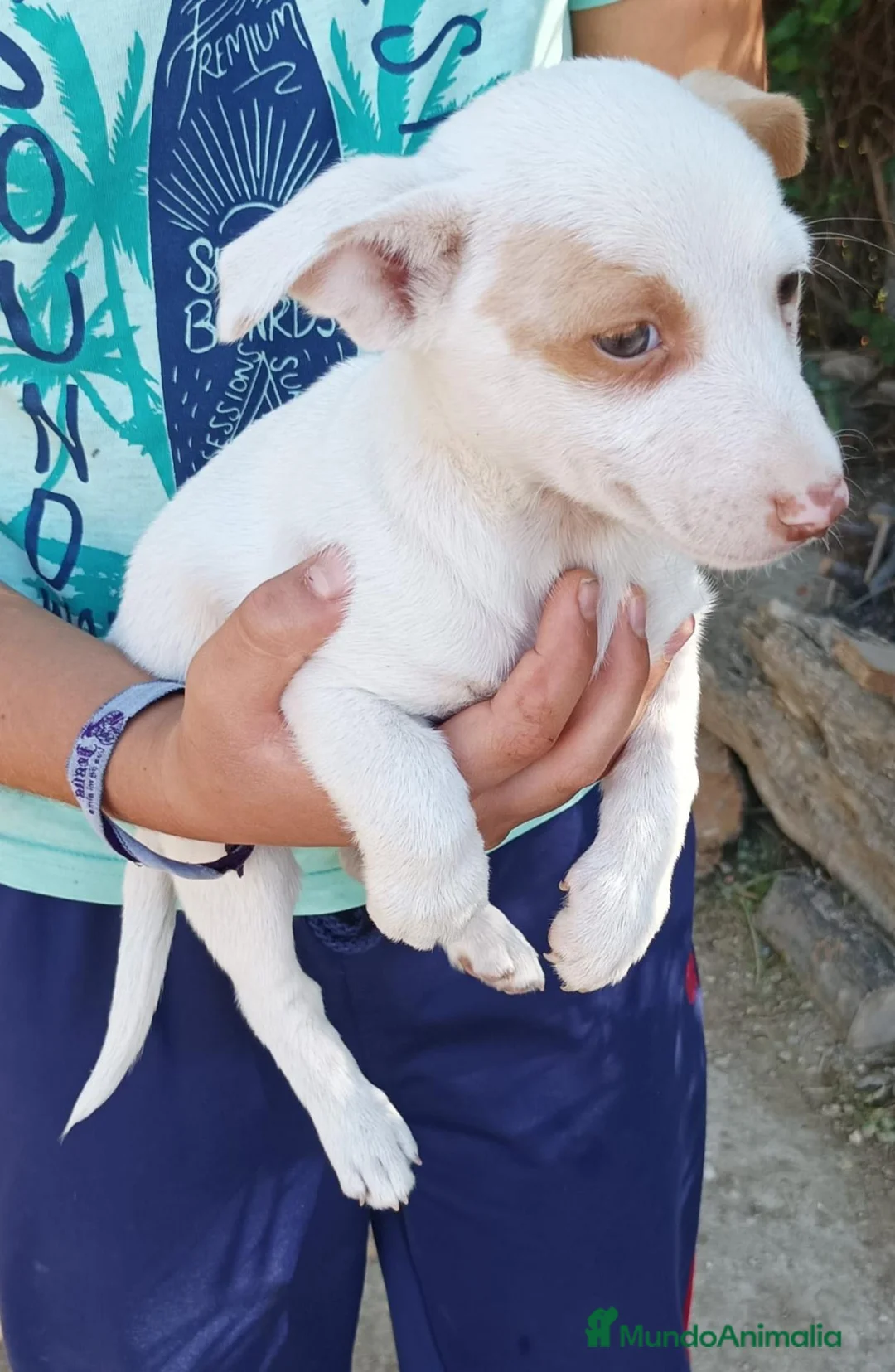 Raza Mixta perros en venta: Podenco x maneto - Anuncio 3