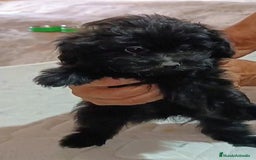 Caniche Enano perros en venta: **OFERTA AGOSTO** MACHITO POMAPOO, PELO BRILLANTE - Imagen 7