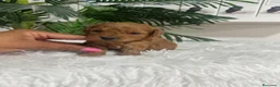 Caniche Toy perros en venta: CANICHE TOY  - Anuncio 1